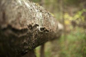 naturaleza en el bosque. plantas en otoño. foto