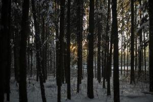árboles en el parque. naturaleza en invierno. foto