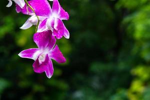 Purple fresh Orchids flowers in garden photo