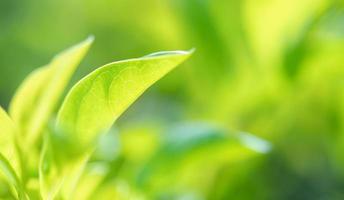 abstract stunning green leaf texture, tropical leaf foliage nature green background photo