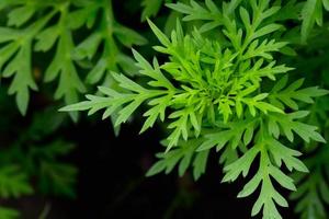 textura de hoja verde impresionante abstracta, naturaleza de follaje de hoja tropical fondo verde oscuro foto