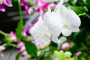 flores de orquídeas blancas frescas en el jardín foto