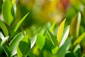 abstract stunning green leaf texture, tropical leaf foliage nature green background photo