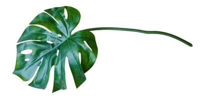 Green Monstera leaf isolated on white background. Tropical plant popular in home decor photo