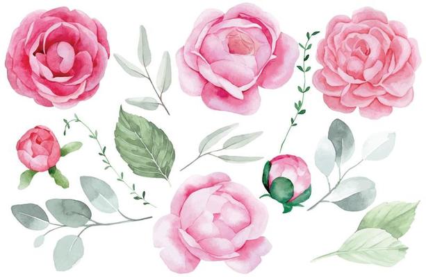 watercolor drawing, set of peony flowers, roses and eucalyptus leaves. pink flowers on a white background. delicate drawing.