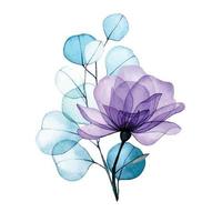 dibujo de acuarela. ramo, composición de flores de rosas transparentes y hojas de eucalipto. dibujo de aire delicado, rayos x vector