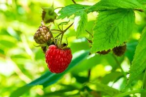 Photography on theme beautiful berry branch raspberry bush photo