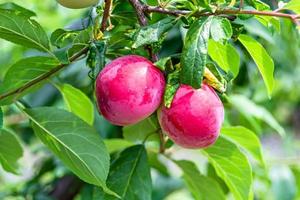 Photography on theme beautiful fruit branch plum tree photo