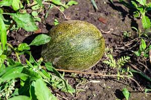 Photography to theme beautiful young fruit melon on background summer leaves photo