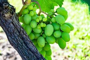 Photography on theme beautiful berry branch grape bush photo