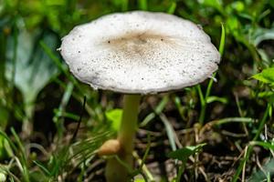 fotografía al tema gran hermoso hongo venenoso en el bosque foto