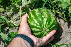 Photography on theme beautiful small fruit watermelon photo