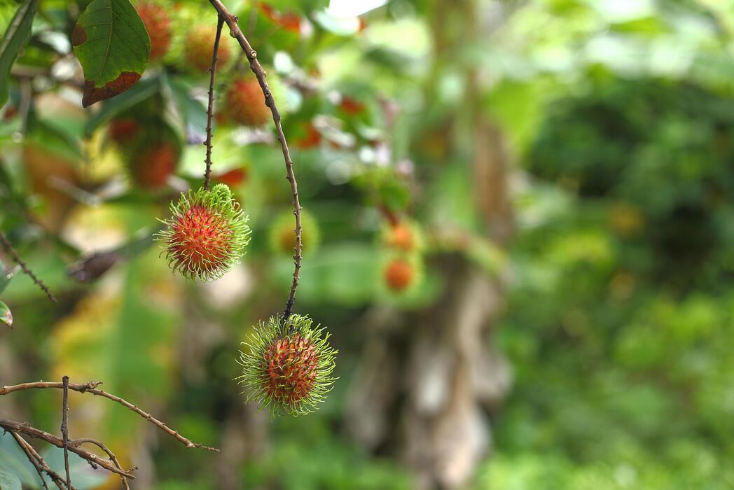 Rambutan Tree Stock Photos, Images and Backgrounds for Free Download