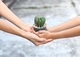 Hand give a pot of cactus plant to another photo