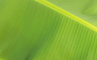Nature background - closed up of banana leaf photo