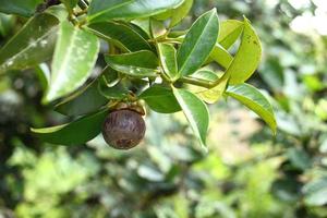 Bunch of mangosteen with mangosteen fruit photo