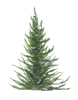 Watercolor illustration of Christmas tree. png