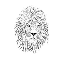 Lion line art illustration. Vector Sketch.