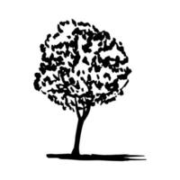 Vector juniper tree hand drawn clip art. Hand drawn juniper ink sketch isolated
