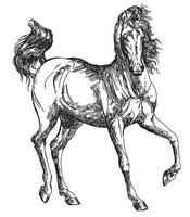 Arabian horse hand drawing illustration in vector