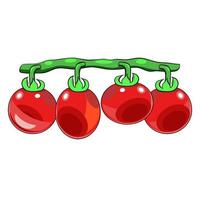 tomates roma rojos en una rama vector