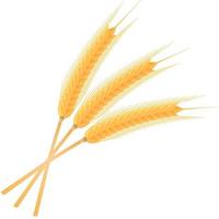 Ripe barley spikelets. Barley grains vector
