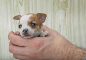 Chihuahua on wooden background photo