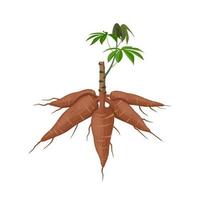 Vector illustration, cassava plant or Manihot esculenta, also known as manioc, isolated on a white background, as a banner, poster or national tapioca day template.