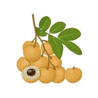 Vector illustration, longan fruit whole and in half, with green leaves, isolated on a white background.
