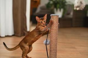 An abyssinian cat sharpening its claws at tha scratching post photo