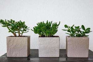 Three succulent plants made of concrete stand on a table photo