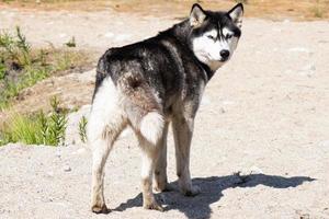 hermoso husky en verano en la arena foto