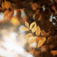 hojas de árboles marrones en temporada de otoño, hojas de otoño, fondos marrones foto