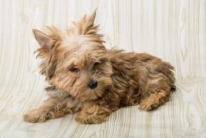 Yorkshire terrier sobre fondo de madera foto