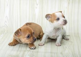 Chihuahua on wooden background photo