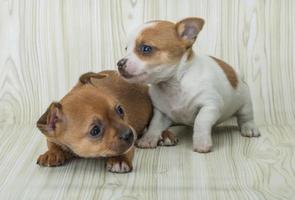 Chihuahua on wooden background photo