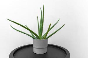 An aloe flower in a gray concrete pot standing on a black table photo