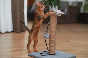 An abyssinian cat sharpening its claws at the scratching post photo