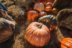 large orange pumpkins mature on a straw background photo