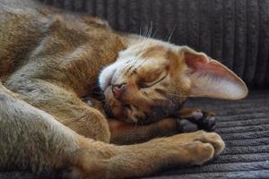 un gatito abisinio dormido tirado en el sofá de la sala de estar foto