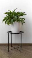 A green plant spathiphyllum in a white pot standing on the black table photo