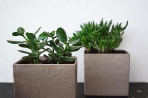 Two succulent plants in the pots made of concrete stand on a table photo