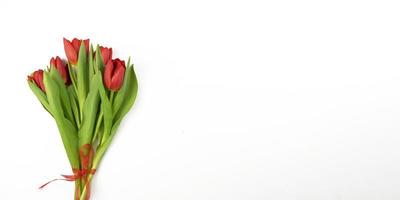 Red tulips lie on a white background. Banner photo