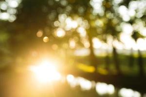 forest in the morning, bokeh background out focus photo