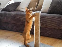 A funny abyssinian kitten playing with a mouse in a living room photo