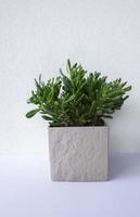 Green leaves of succulent plant decorates the interior of a modern appartment photo