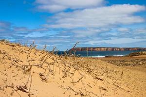 Petrified Roots in the Sandhills on the Eyre Peninsula photo