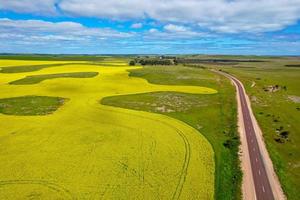 Canola by the Highway in South Australia photo