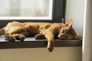 un gato abisinio perezoso de jengibre durmiendo en el alféizar de la ventana foto