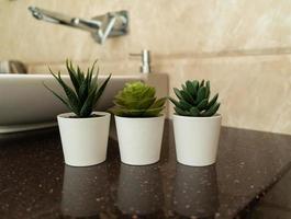 Succulent flowers standing in a modern bathroom decorating the interior photo